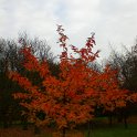 Sorbus domestica automne
